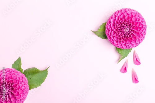 Fototapeta Naklejka Na Ścianę i Meble -  Dahlia ball-barbarry and petals with green leaves - top view on pink bright summer flower