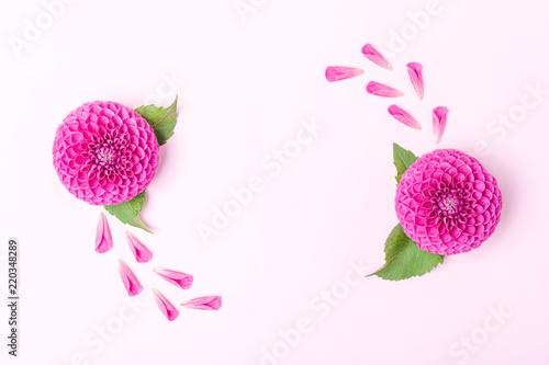 Dahlia ball-barbarry and petals with green leaves - top view on pink bright summer flower photo