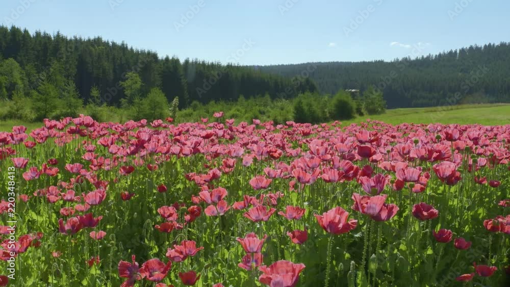 Poppy Flowers in Austria Poppy Flowers in Austria
