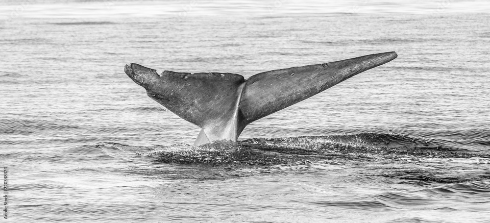 Fototapeta premium Tail of a Whale