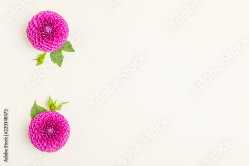 Fototapeta Naklejka Na Ścianę i Meble -  Dahlia ball-barbarry flowers with green leaves and buds.