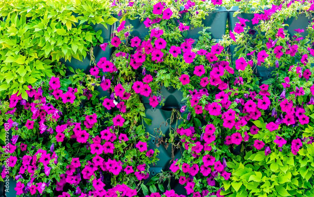     Purple petunias grow on flower beds in the city 