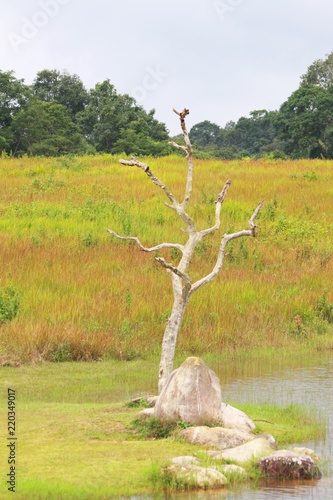 The forest and grass background in the khoa yai national park ,Thailand