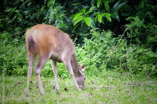 Deer eating the grass in the khaoyai national park ,Thailand