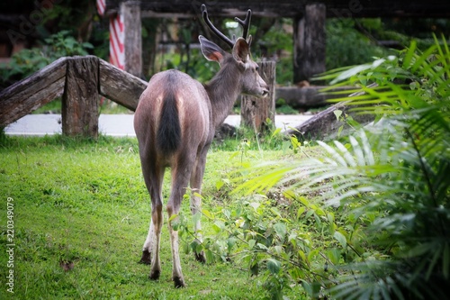Deer eating the grass in the khaoyai national park ,Thailand