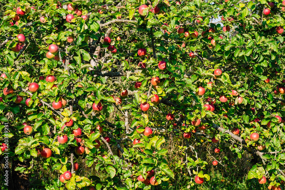 Apple Garden. ripe apples on a tree.