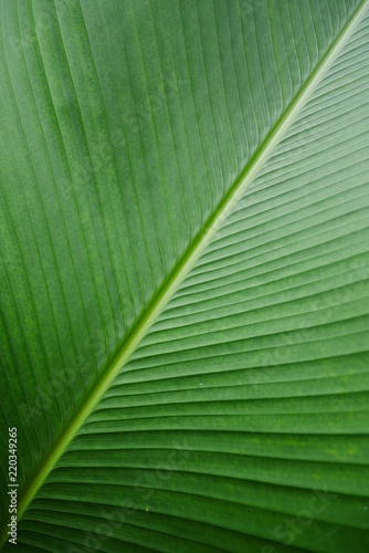banana leaf texture background. Nature background.