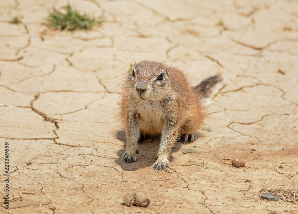 Fototapeta premium Southern African Ground Squirrel