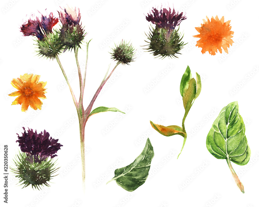 Obraz premium Hand drawn watercolor set of elements: thistle and calendula flowers and leaves.