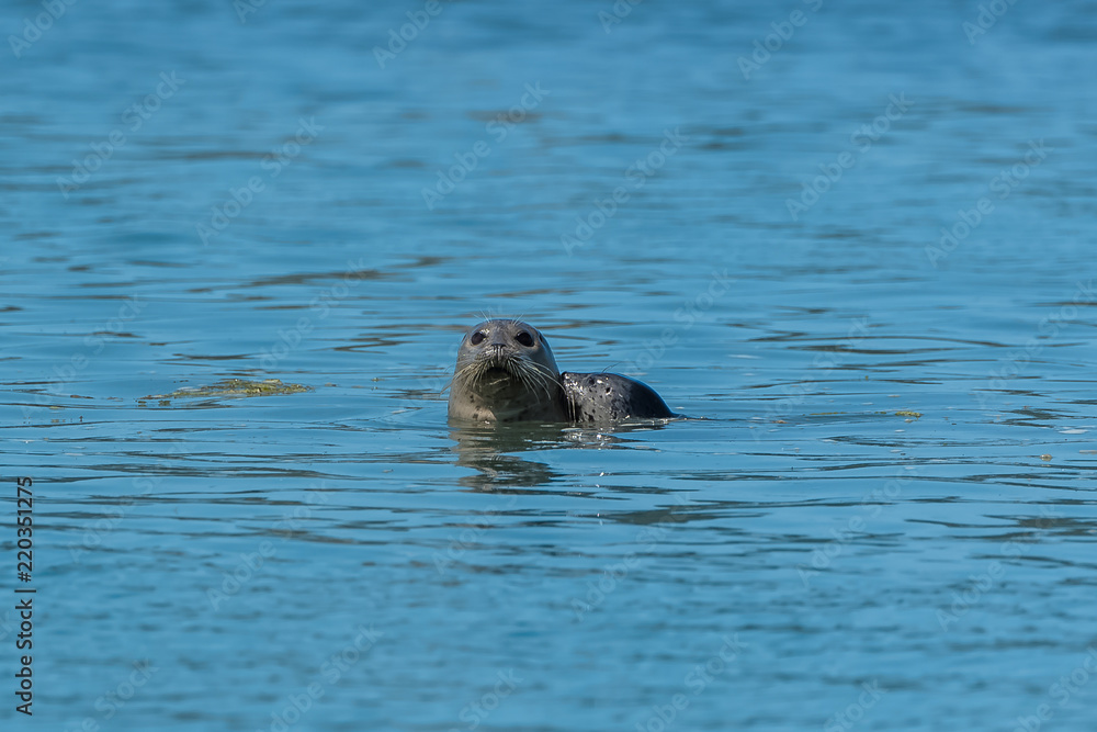 Harbor seal in California, swimming in the sea, portrait
Harbor seal in California, swimming in the sea, portrait