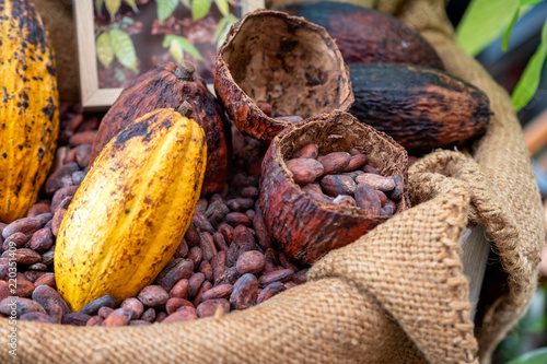Tableau sur toile Cocoa beans with cocoa pod