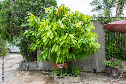 Cocoa tree with wood signboard