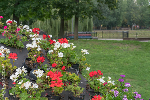 flower arrangement in a city park