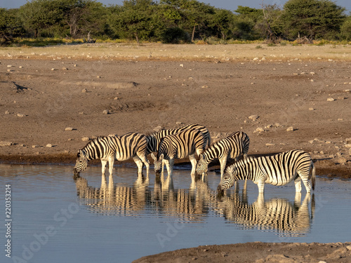 Damara zebra herd  Equus burchelli antiquorum  near waterhole  Etosha National Park  Namibia