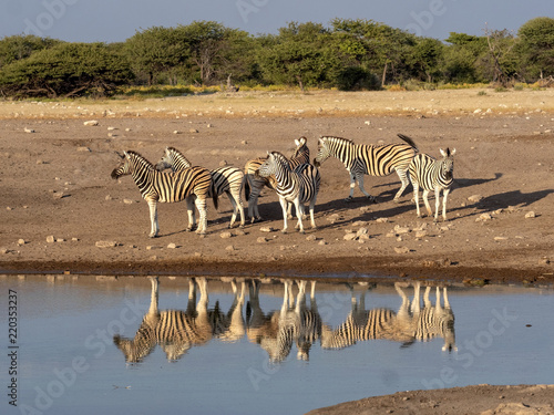 Damara zebra herd, Equus burchelli antiquorum, near waterhole, Etosha National Park, Namibia