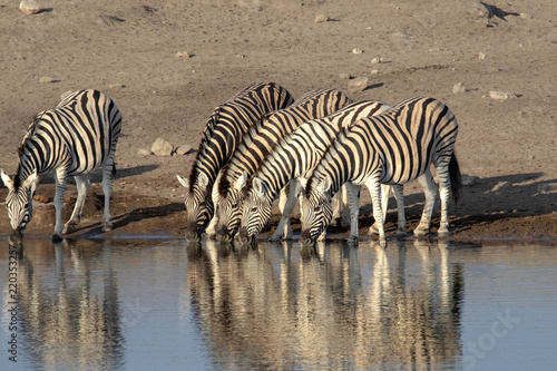 Damara zebra herd  Equus burchelli antiquorum  near waterhole  Etosha National Park  Namibia