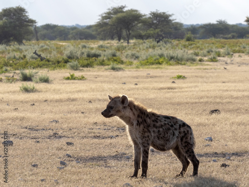 Spotted hyena  Crocuta crocuta  near waterhole  Etosha National Park  Namibia