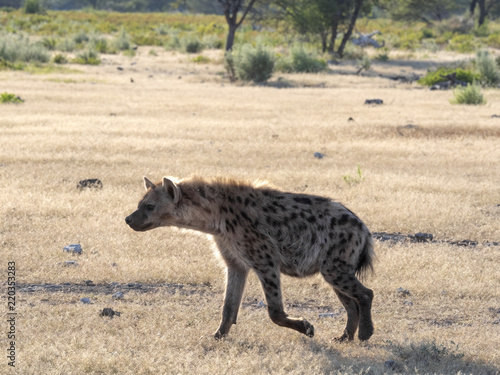 Spotted hyena, Crocuta crocuta, near waterhole, Etosha National Park, Namibia
