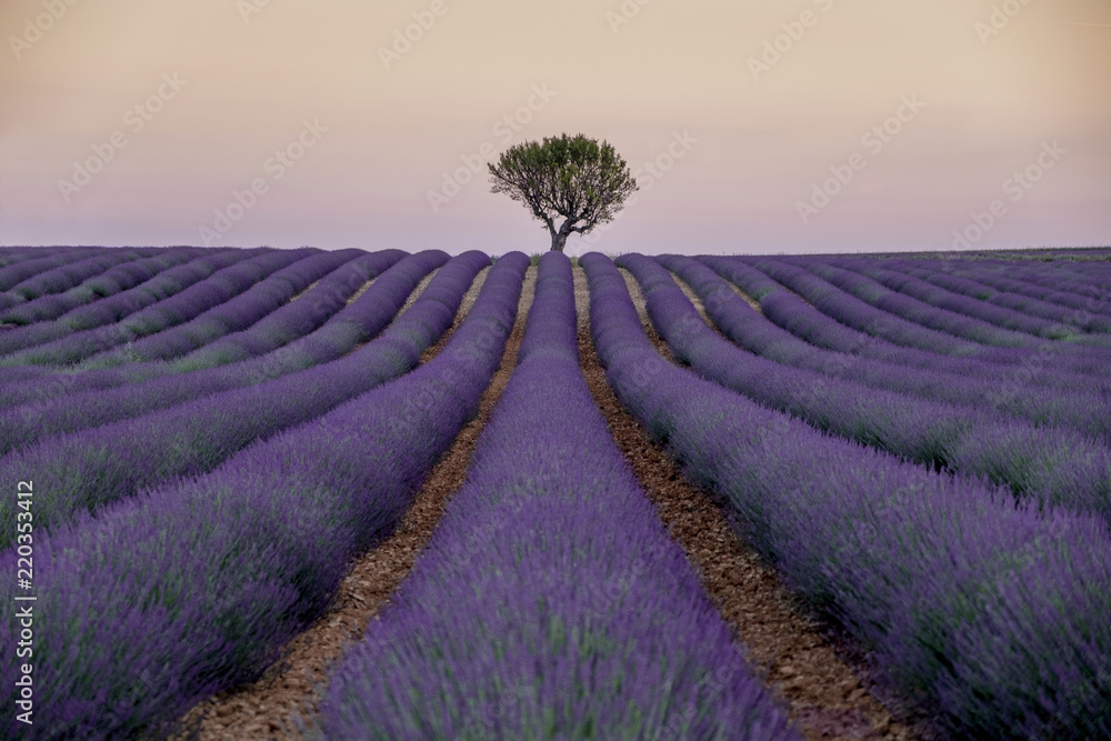 Fototapeta premium LAVENDER FIELDS TREE PROVENCE FRANCE