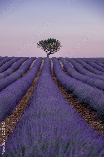 LAVENDER FIELDS PROVENCE © ikuday