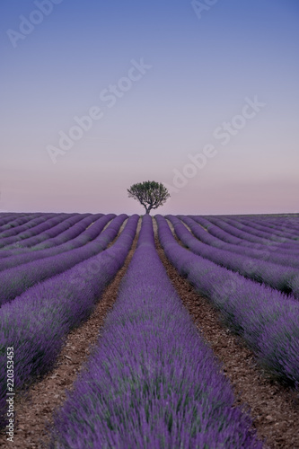 LAVENDER FIELDS PROVENCE