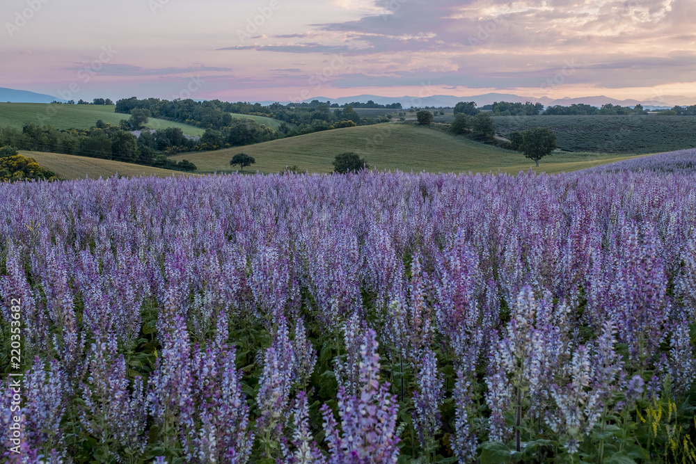 Fototapeta premium LAVENDER FIELDS TREE PROVENCE FRANCE