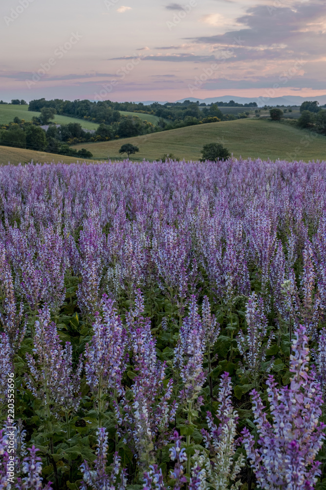 Naklejka premium LAVENDER FIELDS PROVENCE