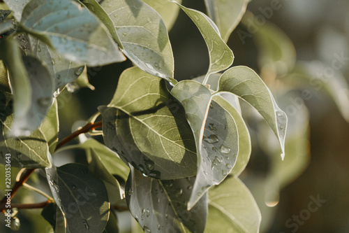 Macro photography of wet foliage after rain. Nature background. Vintage toned.