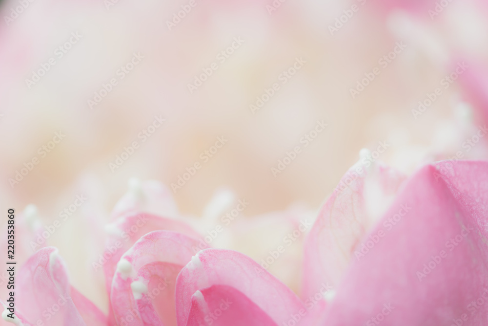 Sweet color lotus  in soft style for background