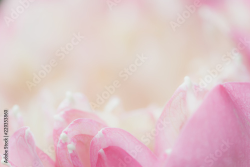 Sweet color lotus in soft style for background