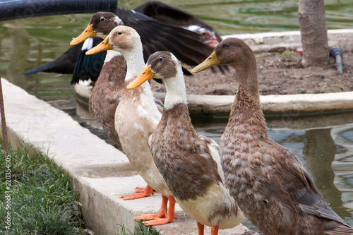 Ducks sitting on line on pond wall photo