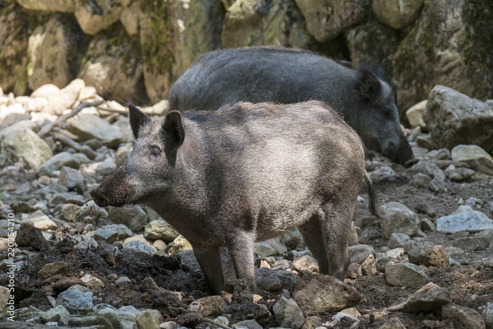 Wildscheine im Tierpark Steinwasen Wildscheine im Tierpark Steinwasen