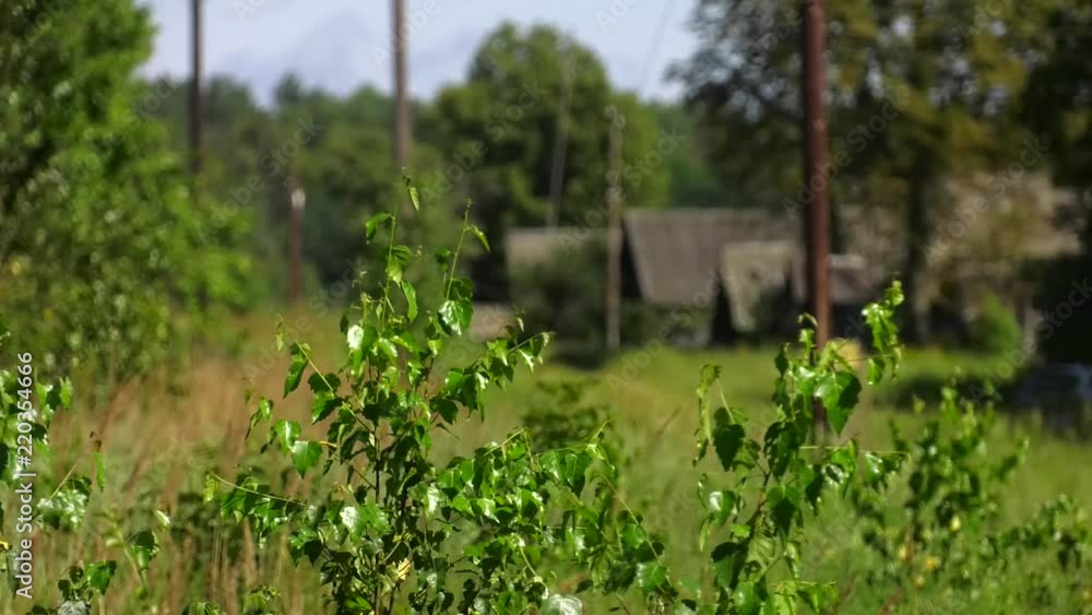Branch of young birch on a sunny day. In the distance can be seen wooden houses. Branch of young birch on a sunny day. In the distance can be seen wooden houses.