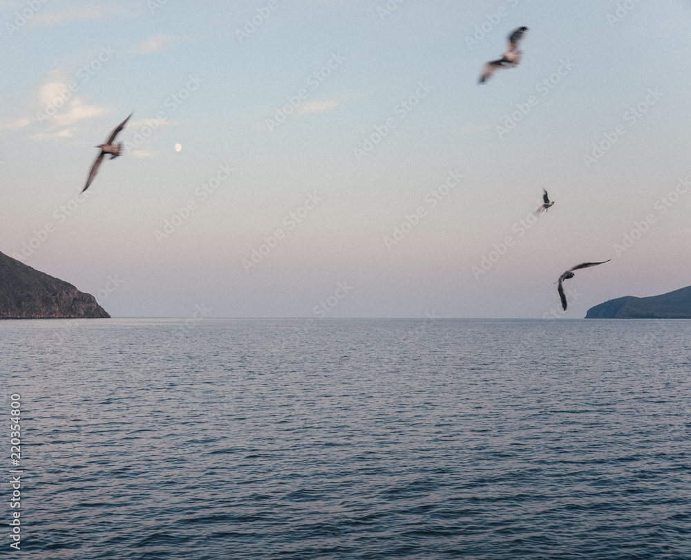 Fototapeta premium birds at sunset