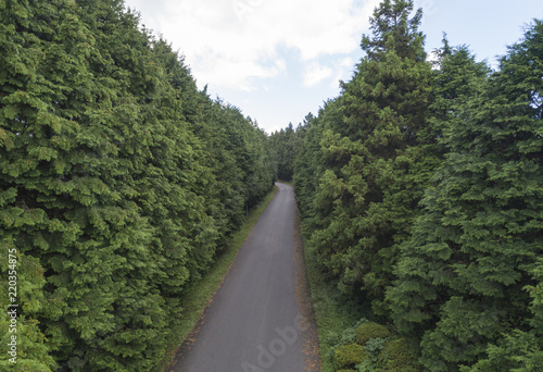  Beautiful forest road