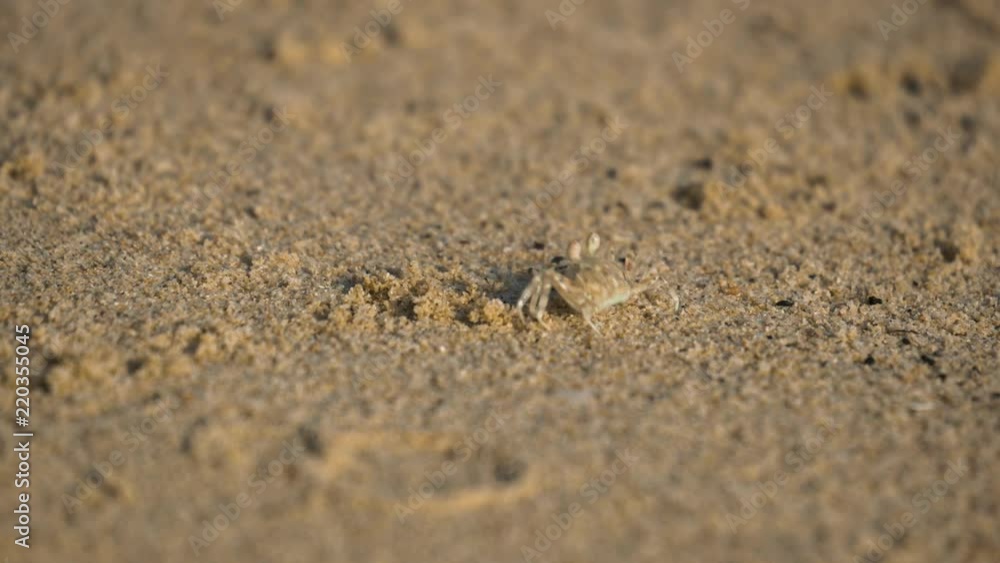 Close up shot of a tiny cute sand bubbler crab walking on a sandy beach in Thailand Close up shot of a tiny cute sand bubbler crab walking on a sandy beach in Thailand