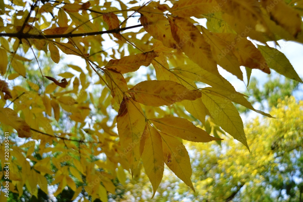 autumn, leaf, leaves, fall, nature, tree, maple, yellow, season, branch, orange, forest, foliage, green, color, bright, red, plant, sky, abstract, white, colorful, seasonal, blue, isolated