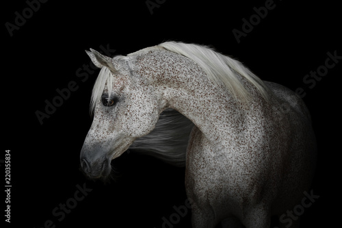Portrait of a beautiful gray arabian horse isolated on black background