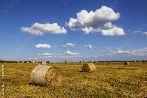 Straw rolls on farmer field in the summer