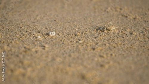 Wallpaper Mural Close up shot of a tiny cute sand bubbler crab on a sandy beach in Thailand Torontodigital.ca