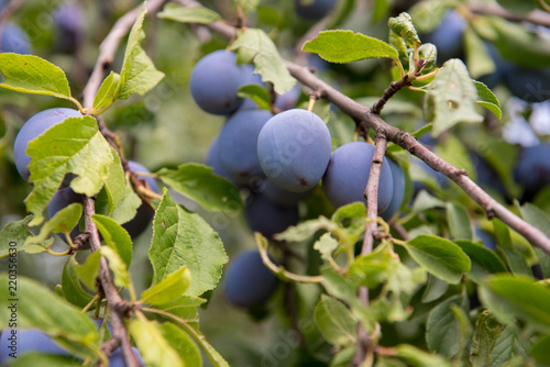 Tree, branch full with green leaves and beautiful juicy blue, purple plums. Healthy food.