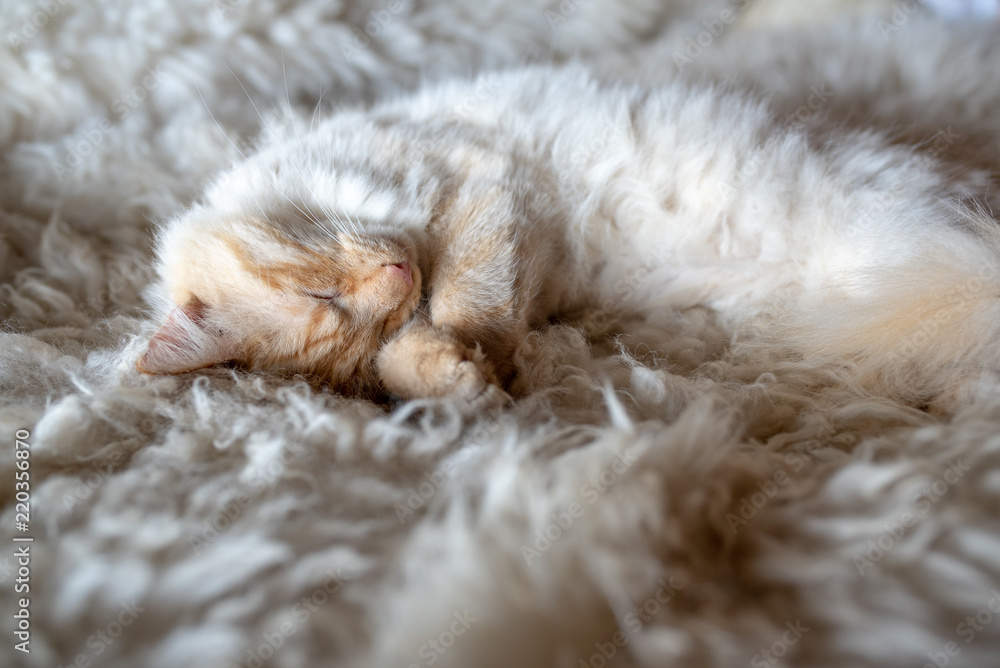 White cat sleeping White cat sleeping