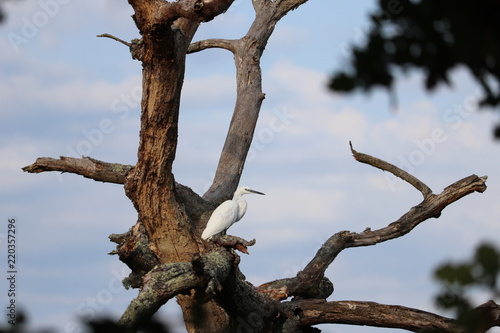 Aigrette dans un arbre mort