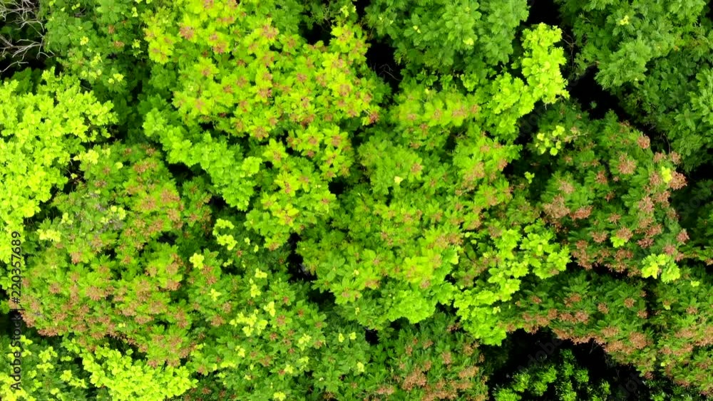 4K HD Aerial view of drone camera looking down and moving down over green forest of dense tropical trees in summer. 4K HD Aerial view of drone camera looking down and moving down over green forest of dense tropical trees in summer.