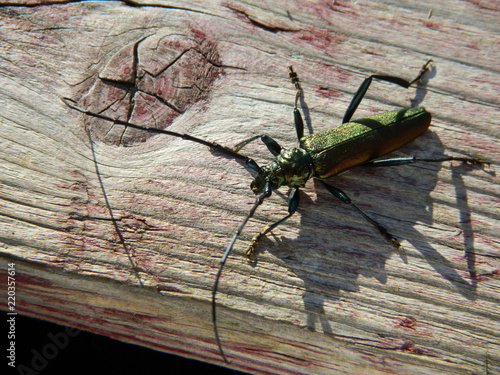 Obraz na płótnie Insecto sobre tabla de madera