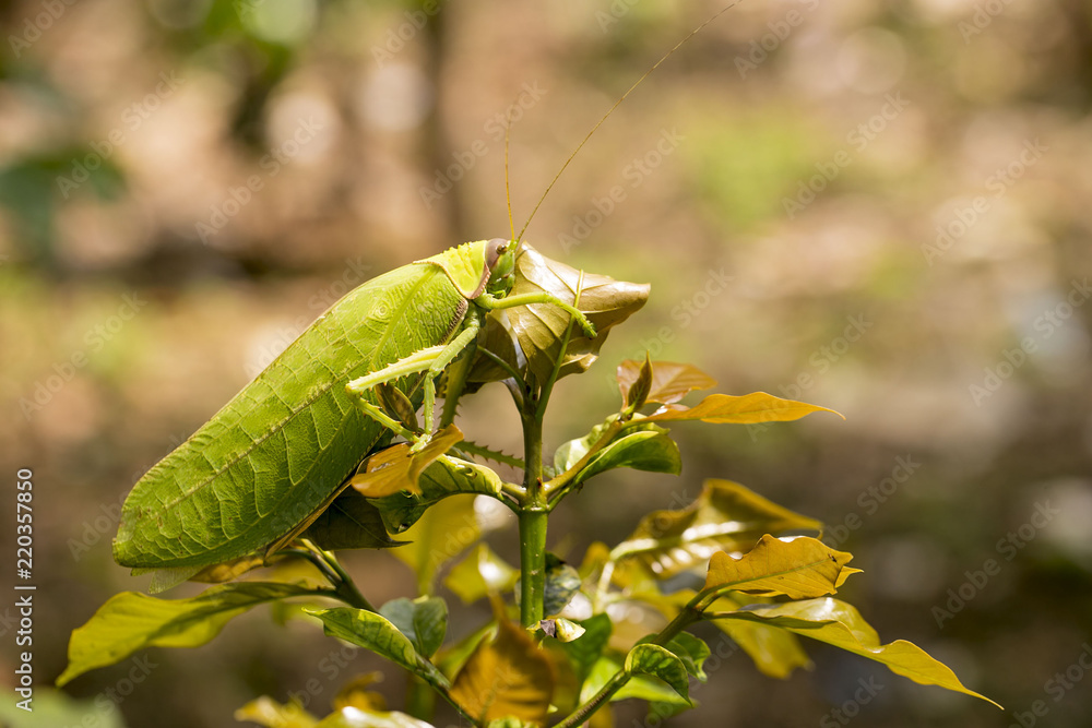 Leaf Grasshopper  Green leaf insect