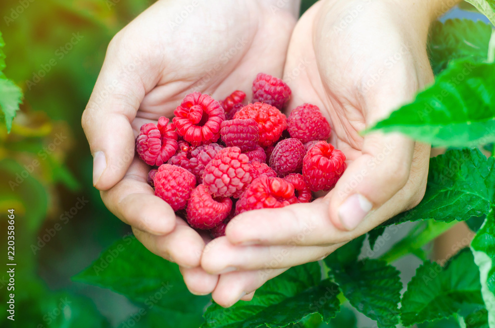 the farmer is harvesting fresh raspberries in the garden on a sunny day. summer berry. healthy food. the farmer is harvesting fresh raspberries in the garden on a sunny day. summer berry. healthy food.