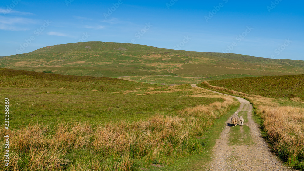 Footpath with two sheep walking through the Yorkshire Dales landscape between Halton Gill and Horton in Ribblesdale, North Yorkshire, England, UK