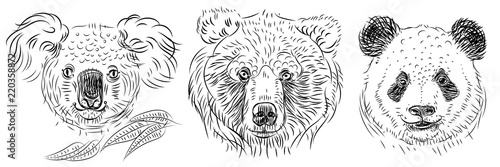 Photography Bear illustration. Set of bears drawing. Koala, panda, grizzly