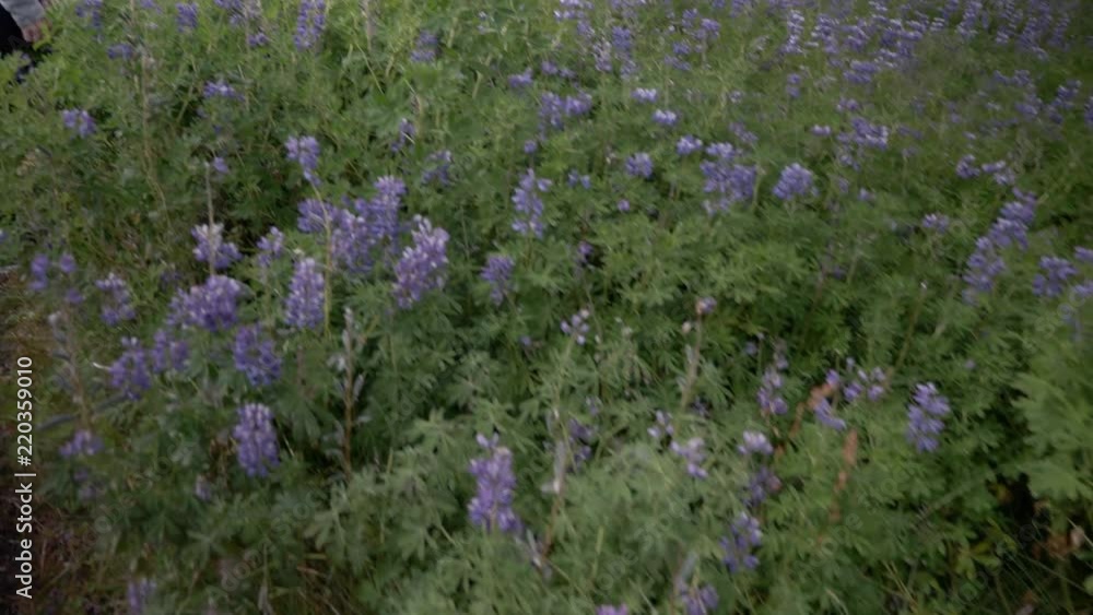 Pan up of woman standing in field flowers in Iceland Pan up of woman standing in field flowers in Iceland